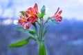 Vibrant tiger lily flowers in foreground of blue twlight soft focus cityscape