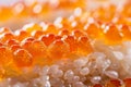 Vibrant Tobiko on Sushi Rice Royalty Free Stock Photo