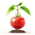 A vibrant tomato plant sprouting from the earth Royalty Free Stock Photo