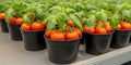 Vibrant Tomatoes in Pots: A Bountiful Harvest Royalty Free Stock Photo