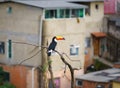 Toucan on a branch with urban background in daylight