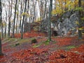 Vibrant trees colors in the fall in the woods.