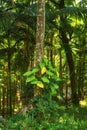 Vibrant trees growing in quiet, calm nature in Hawaii, USA. Beautiful broad leaf patterns in a soothing, calming forest