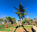 Vibrant Trees and Rolling Grassland