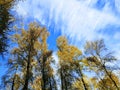 Vibrant fall trees and sky with scattered clouds