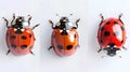 Three Ladybugs in a Row on a White Background. Perfect for Teaching Symmetry in Nature. Ideal for Children's Royalty Free Stock Photo