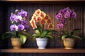 Vibrant Trio: A Stunning Display of Three Orchids in Dazzling Colors