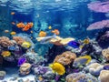 Vibrant Tropical Aquarium Royalty Free Stock Photo