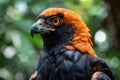 Vibrant Tropical Bird Portrait