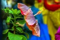 Colorful chinese hibiscus flower with abstract background