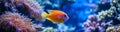 Vibrant Tropical Fish Swimming in Coral Reef Aquarium Royalty Free Stock Photo