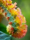 Vibrant Tropical Flower Bloom