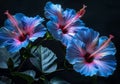 Vibrant Tropical Hibiscus Flowers