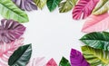 Vibrant tropical leaves in shades of pink and green creating a striking design for summer visuals Royalty Free Stock Photo