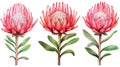 Vibrant Tropical Protea Flowers Collection on White Background AI Generated Royalty Free Stock Photo