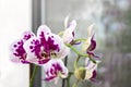 Vibrant tropical purple and white orchid flower, floral background. Orchids on the window. Beautiful home bouquet of Thailand Orch Royalty Free Stock Photo