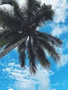 Vibrant tropical scene with a tall palm tree swaying in the breeze against a bright blue sky Royalty Free Stock Photo