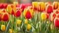 Vibrant Tulip Blossoms: Stunning Red and Yellow Floral Banner for a Sunny Garden Day. Royalty Free Stock Photo