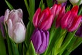 Tulip bouquet macro,black background,white pink,red,violet blooms, green leaves Royalty Free Stock Photo