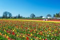 Vibrant Tulip Farm