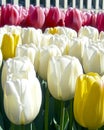 Vibrant Tulip Field Bursting With Color in Springtime Bloom
