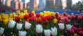 Vibrant Tulip Field With Cityscape