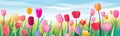 vibrant tulip field in the Netherlands vector isolated illustration