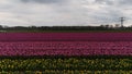 Vibrant tulip fields with rows of pink and yellow flowers under a cloudy sky, with electricity pylons in the background, Royalty Free Stock Photo