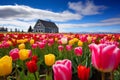 Vibrant Tulip Fields in Spring