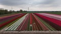 Vibrant tulip fields with a variety of colors in a rural landscape, featuring wind turbines and electricity pylons under a cloudy Royalty Free Stock Photo