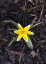 Vibrant tulipa tarda