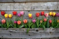 Vibrant tulips against rustic wood fence