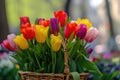 Vibrant tulips in a basket