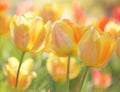 Vibrant Tulips Basking in Sunlight