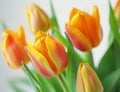 Vibrant Tulips in Bloom