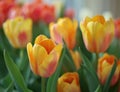 Vibrant Tulips in Bloom