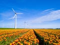 Vibrant tulips dance in a field against a backdrop of windmill turbines in the Netherlands Flevoland Royalty Free Stock Photo