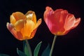 Vibrant Tulips on a Dark Background
