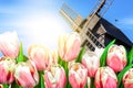 Vibrant tulips field with Dutch windmill Royalty Free Stock Photo