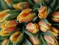 Vibrant Tulips in Full Bloom