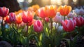 Vibrant tulips in full bloom