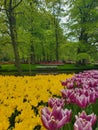 Vibrant tulips in Keukenhof botanical garden. Lisse, Netherlands