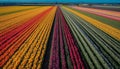 Vibrant tulips in a row, Dutch beauty generated by AI