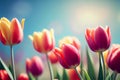 Vibrant Tulips in Spring Sunlight Royalty Free Stock Photo