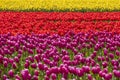 yellow, red and purple tulips in Skagit , Washington during spring Royalty Free Stock Photo