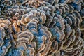 Vibrant Turkey Tail Mushrooms