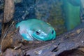 A vibrant turquoise tree toad sits on a tree