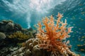 Vibrant Underwater Coral Reef Ecosystem Royalty Free Stock Photo