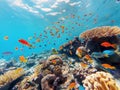 Vibrant Underwater Ecosystem Royalty Free Stock Photo