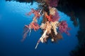 Vibrant underwater tropical coral reef scene.